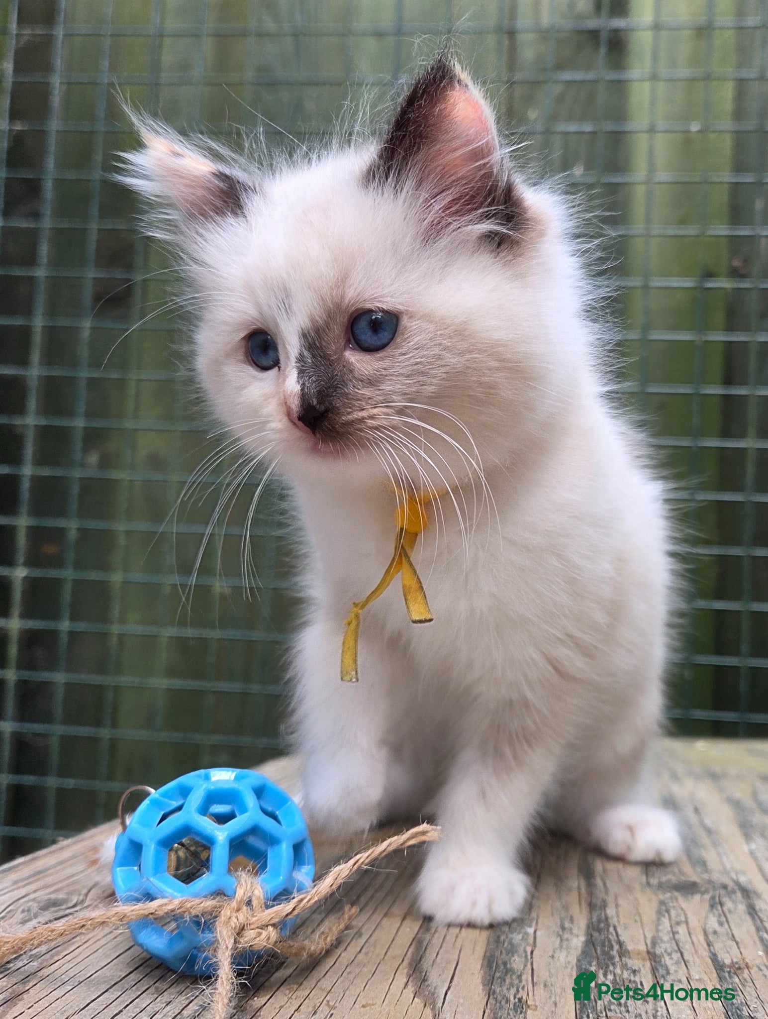 Ragdoll cats 1 Beautiful Tori Girl Ragdoll - Advert 8