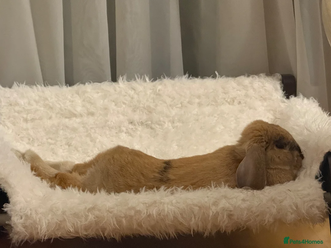Mini Lop rabbits for sale: Truffle the Mini Lop in Manchester - Advert 3