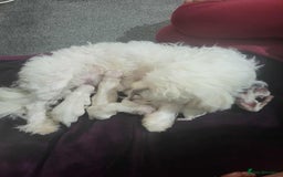 Bichon Frise dogs for sale: I am y are playful and eat at they  - Image 3