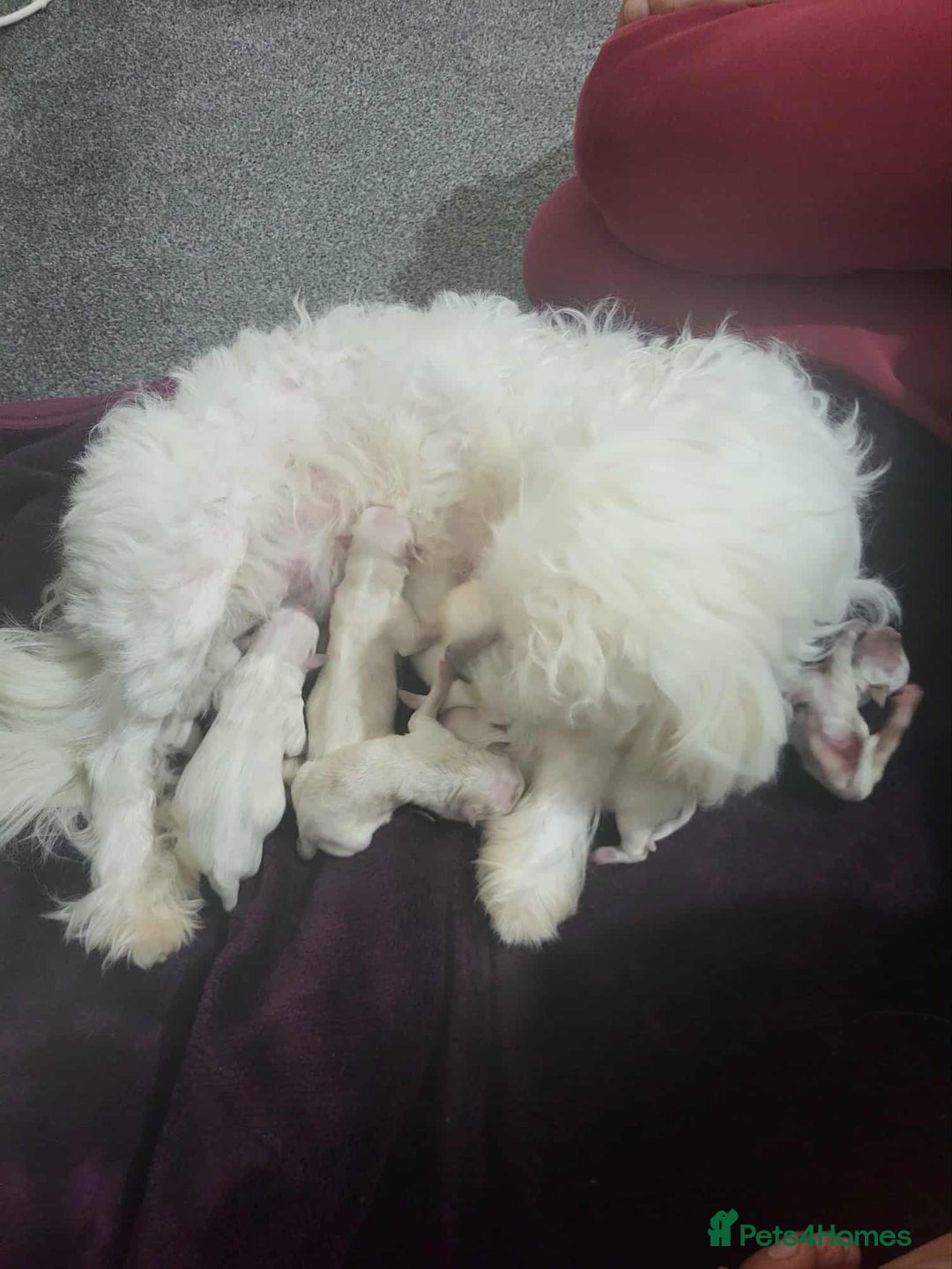 Bichon Frise dogs for sale: I am y are playful and eat at they  - Image 3