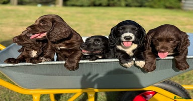 Sprocker dogs - Advert 2