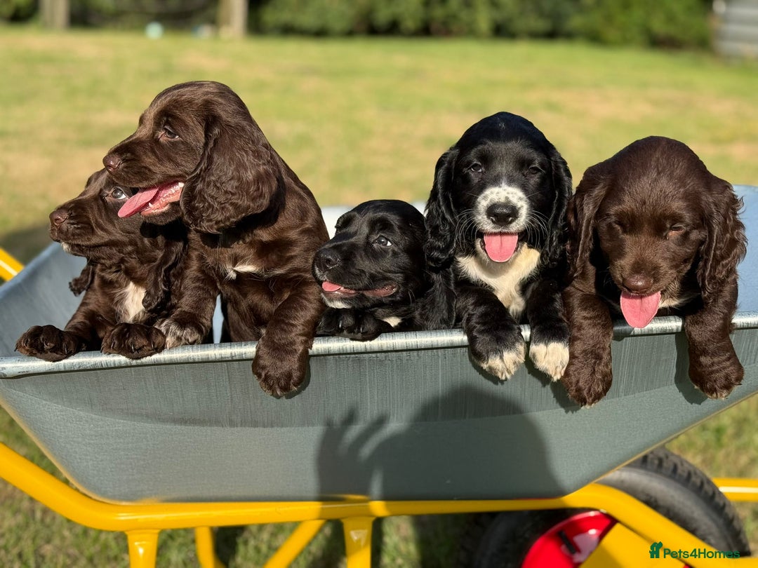 Sprocker dogs for sale: Sproker's - Image 2