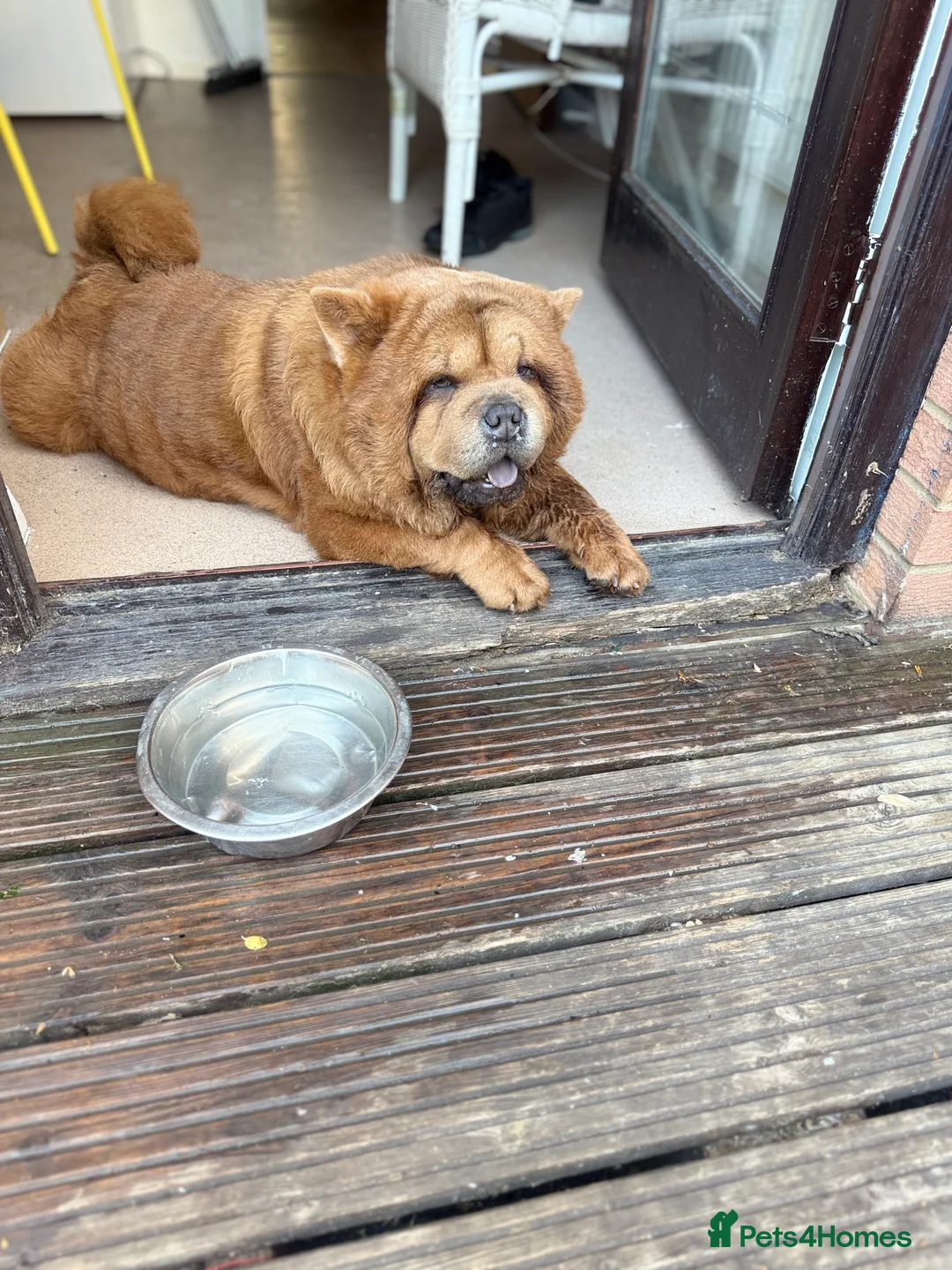 Chow Chow dogs for sale: Female chow chow for sale  - Advert 1