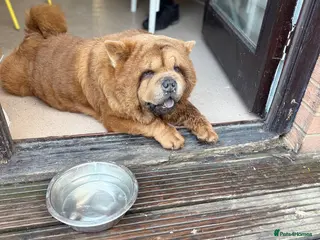 Chow Chow dogs Female chow chow for sale - Advert 6