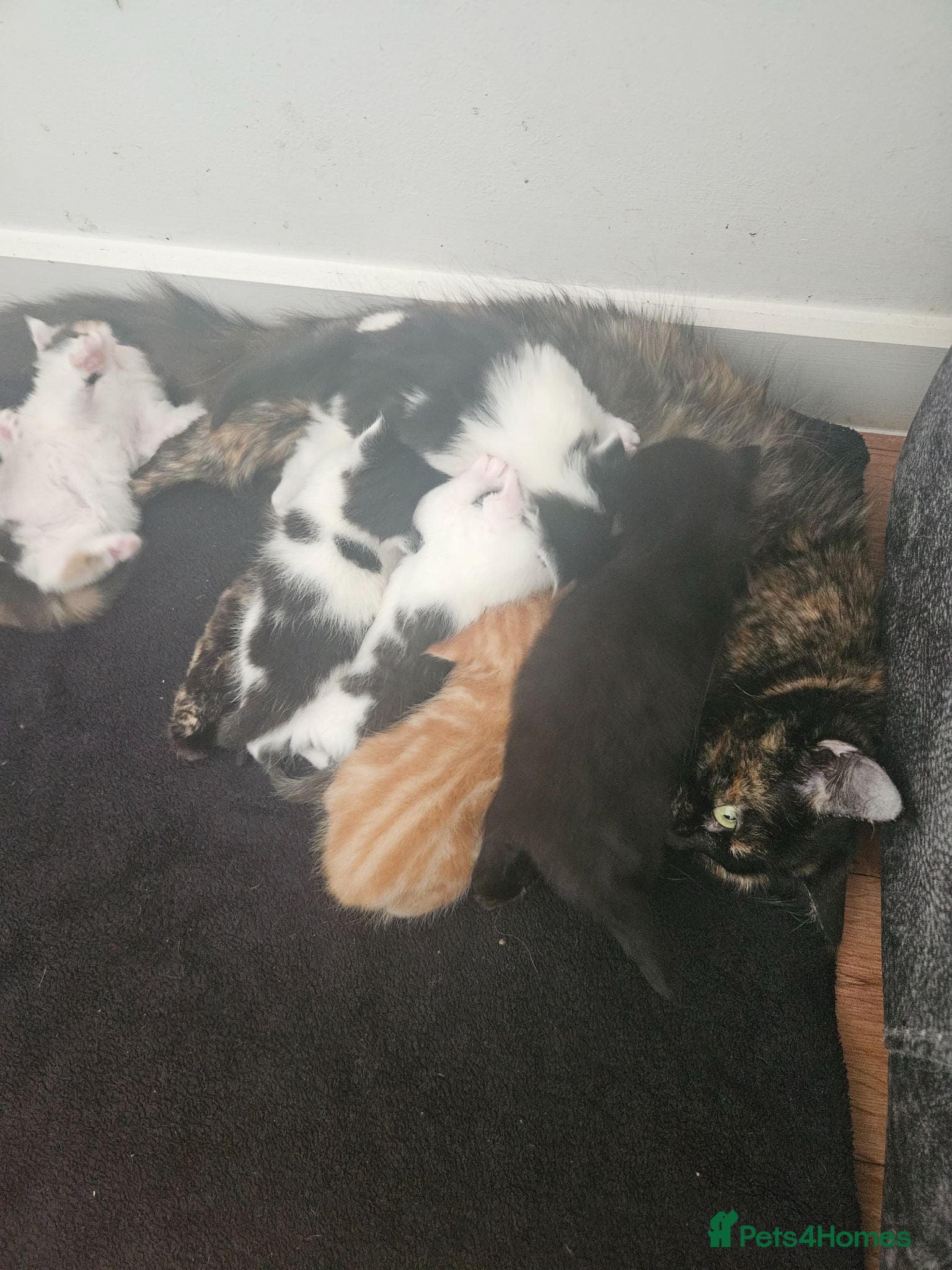 Mixed Breed cats Mixed Maine Coon kittens  - Advert 6