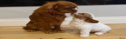 Cavapoo dogs for sale: F1 cavapoo puppies - Advert 4
