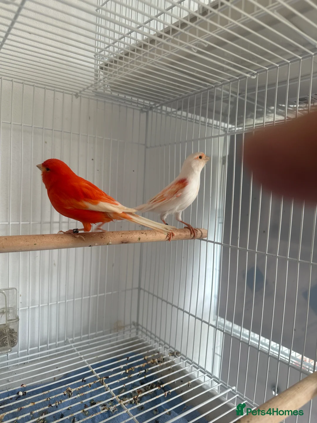 Canaries birds for sale: Female red factor for swap in Ashby-de-la-Zouch - Advert 3