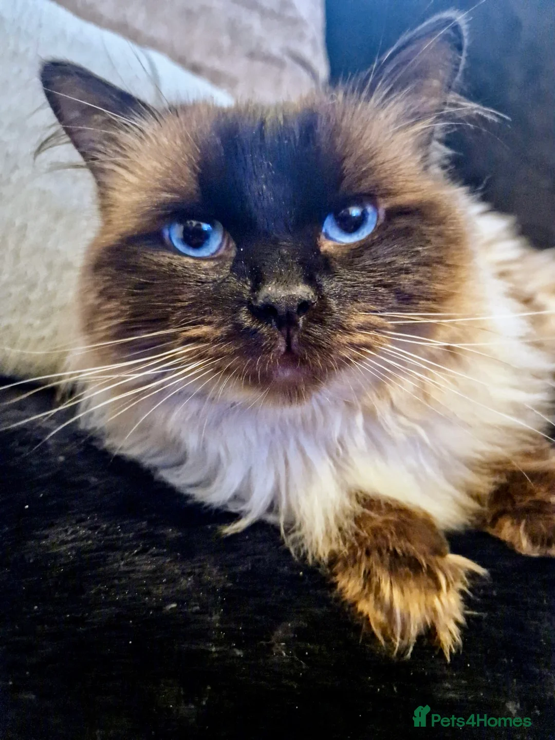 Ragdoll cats for stud: Champion Line Fife & GCCF registered for stud in Southend-on-Sea - Advert 9