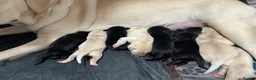 Goldador dogs for sale: Beautiful Goldador Pups  - Advert 26