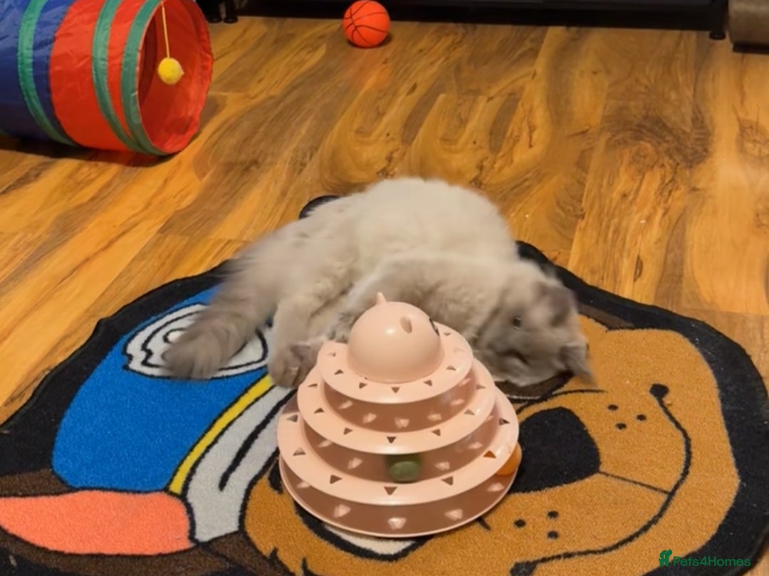 Ragdoll cats for sale: Blue mink Male Ragdoll  - Image 3