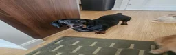 Dachshund dogs for sale: 4 year old spayed standard dachshund  - Advert 5