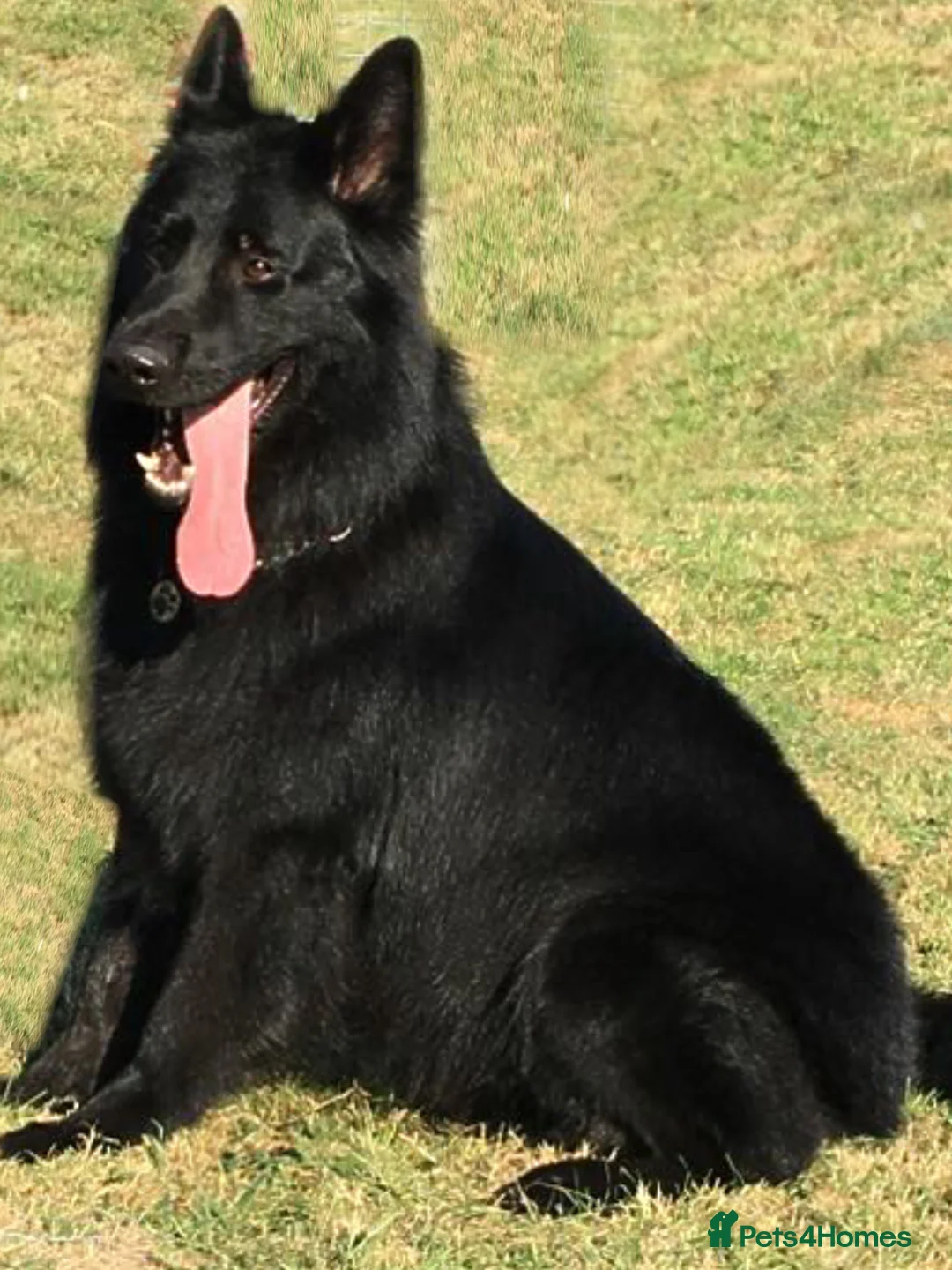 German Shepherd dogs for stud: Frankie Available Stud Fully Health Tested Clear in Wisbech - Advert 8