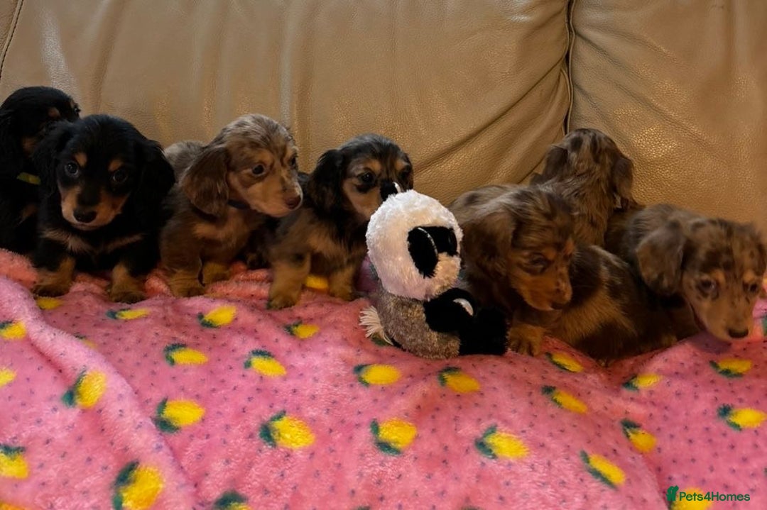 Dachshund dogs for sale: Dachshund long haired miniature - Image 29