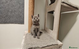 British Shorthair cats for sale: British shorthair blue / lilac kittens  - Image 4