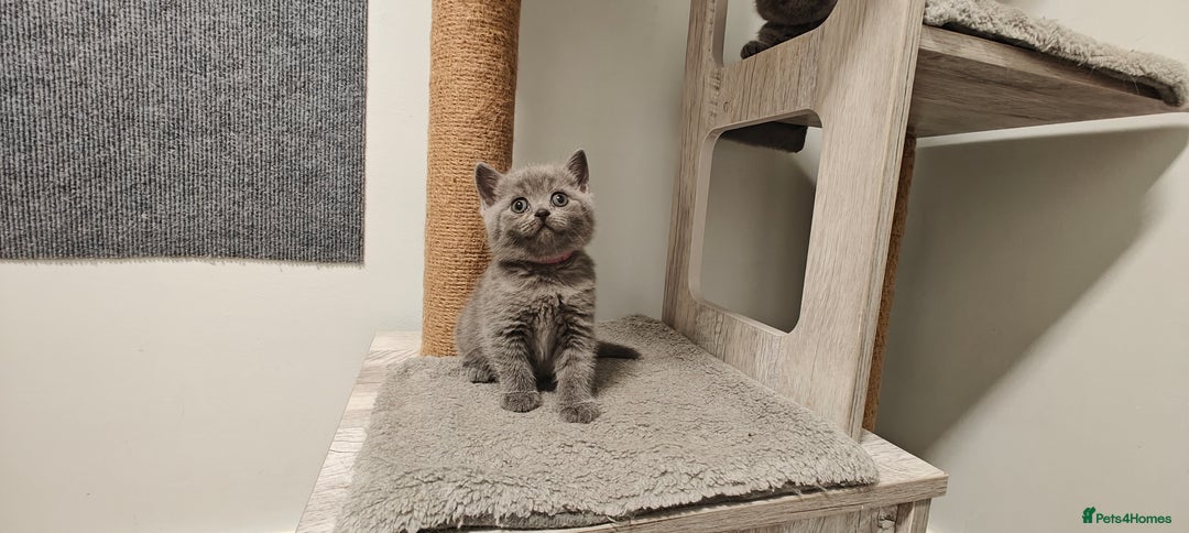 British Shorthair cats for sale: British shorthair blue / lilac kittens  - Image 4