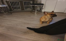 French Bulldog dogs for sale: French bulldog  - Image 3