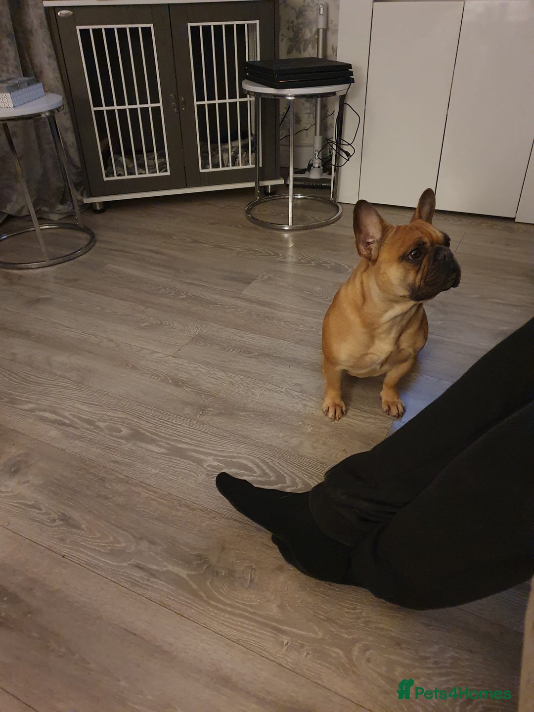 French Bulldog dogs for sale: French bulldog  - Image 3
