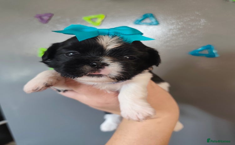 Shih Tzu dogs - Advert 3