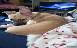 Mixed Breed dogs for sale: 15 weeks old - Image 2