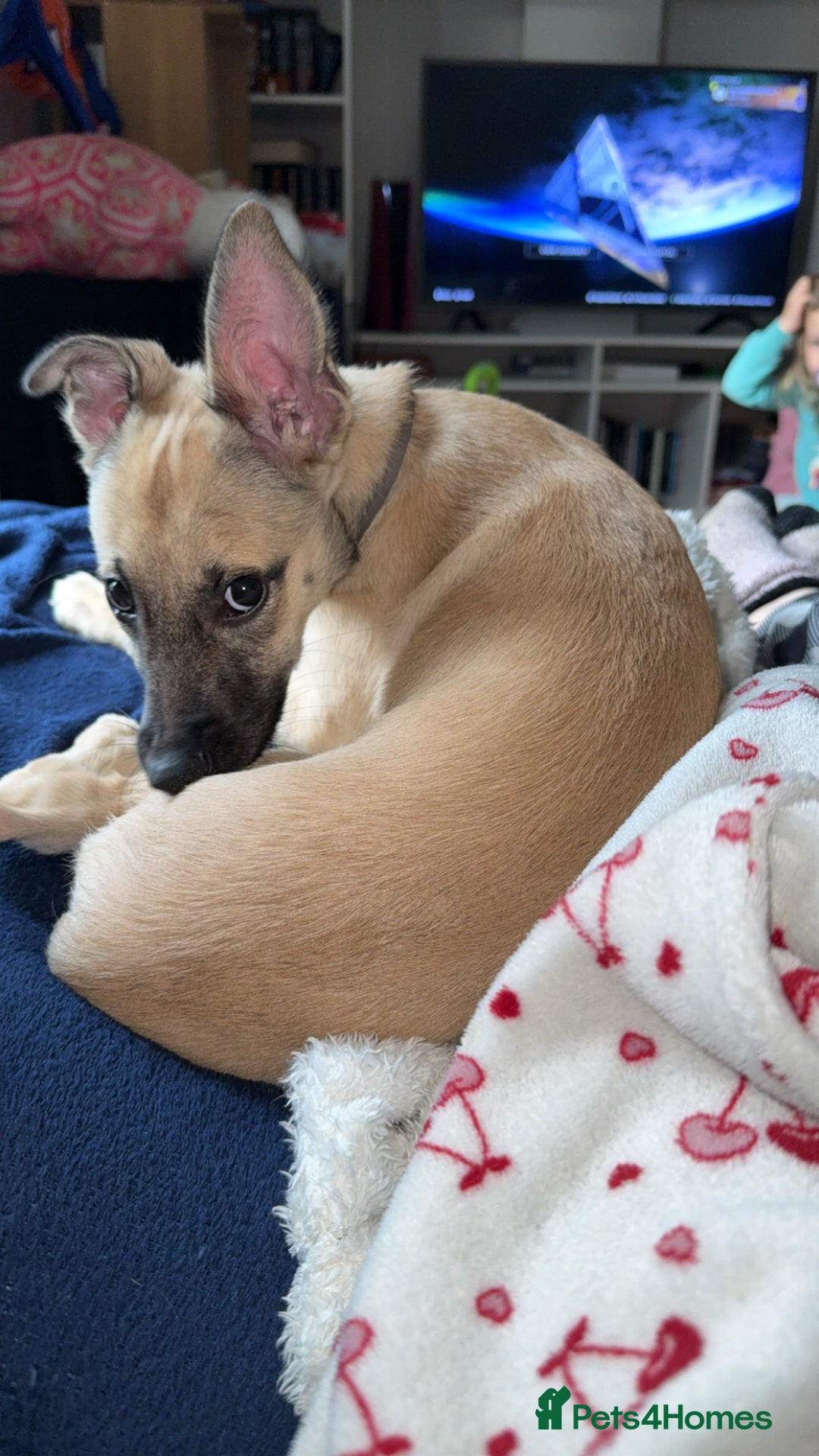 Mixed Breed dogs for sale: 15 weeks old - Image 2