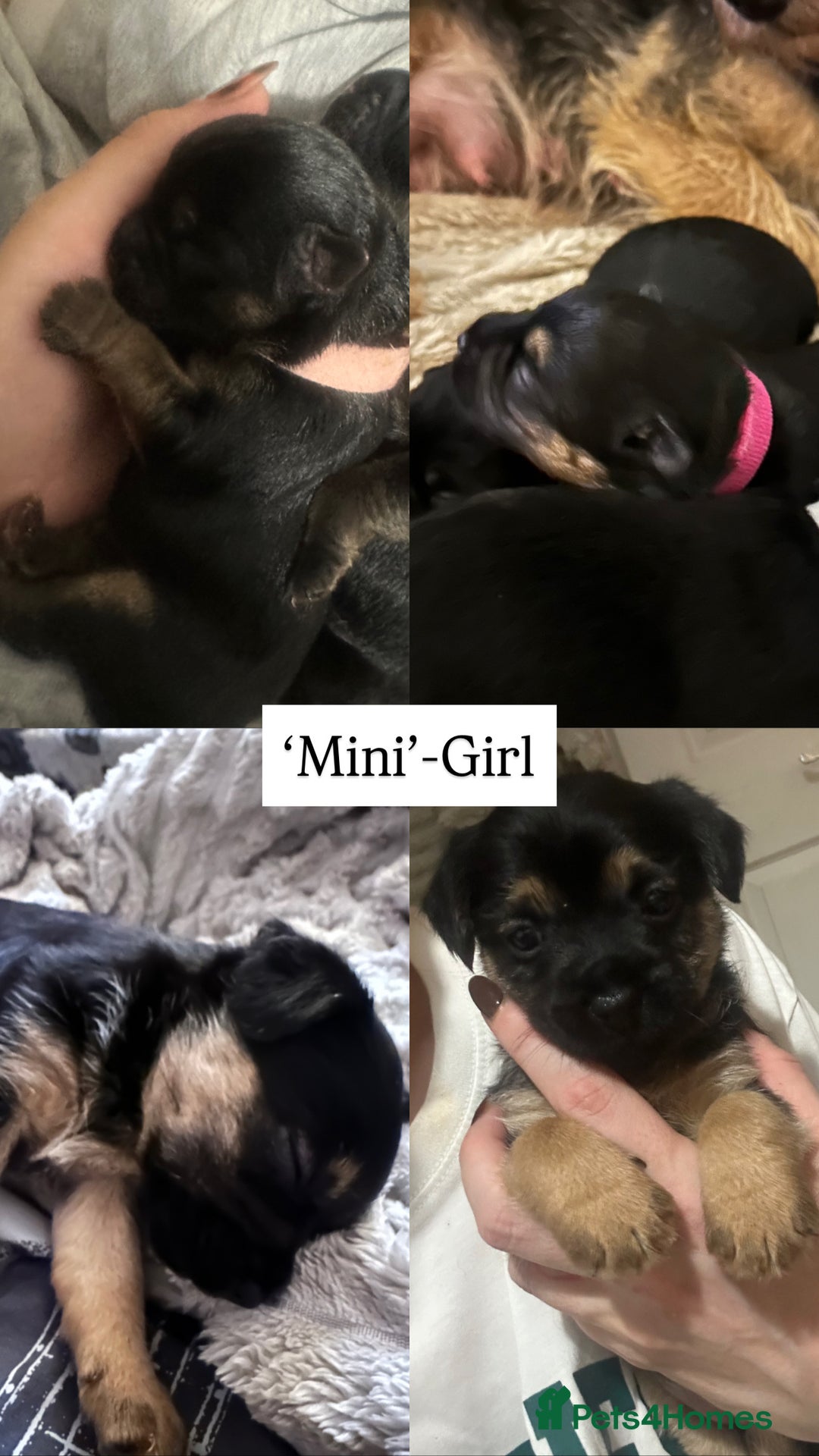 Border Terrier dogs for sale: Beautiful Border Terrier Pups - Image 2