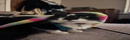 Domestic Shorthair cats for sale: 2 Black and White Cats  - Advert 29