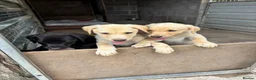 Labrador Retriever dogs for sale: KC Reg Health Tested Pedigree Labrador pups - Advert 5