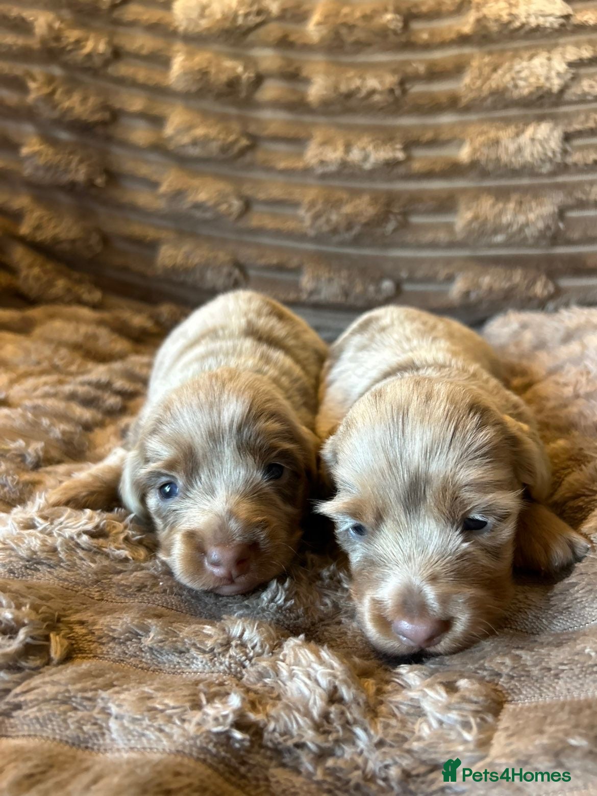Miniature Dachshund dogs HEAD TURNING ISABELLA DAPPLE DACHSHUNDS  - Advert 5