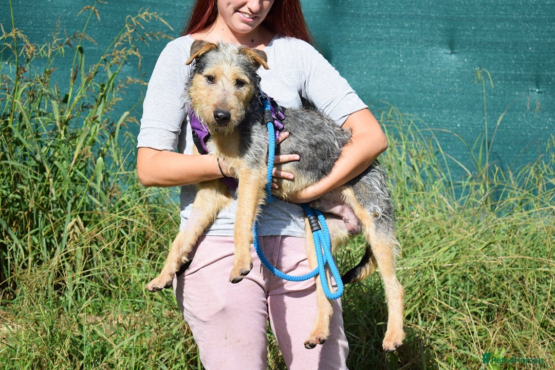 Fox Terrier dogs for adoption: Norte - Image 10