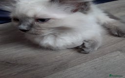Ragdoll cats for sale: Gorgeous ,confident ragdolls stunning  - Image 3