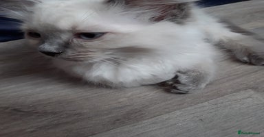 Ragdoll cats - Advert 13
