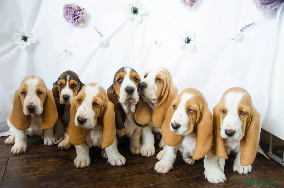 Basset Hound dogs for stud: Kc reg red and white proven Basset for stud in Cullompton - Advert 8