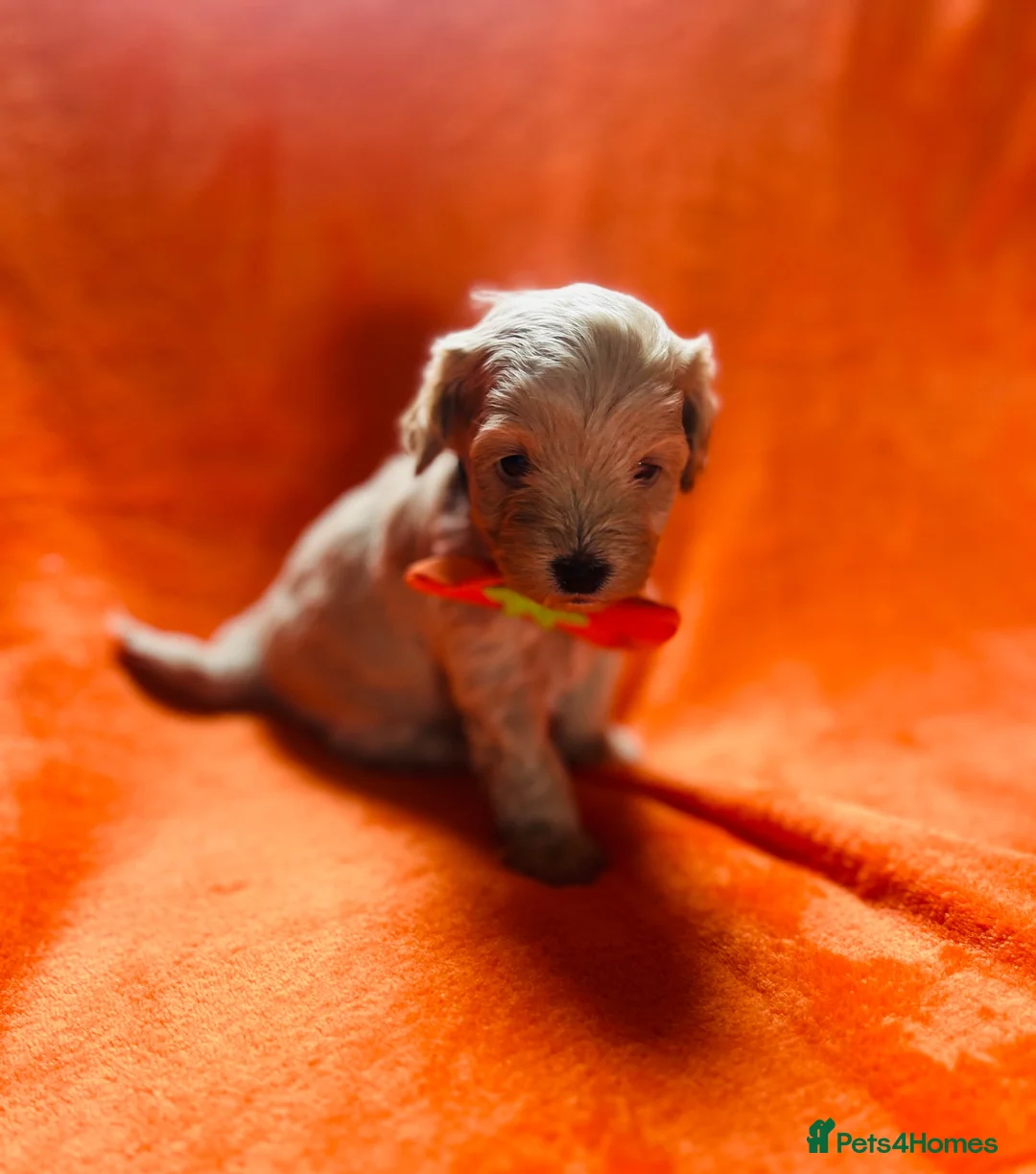Cockapoo dogs for sale: Stunning cockapoo puppys  - Advert 1
