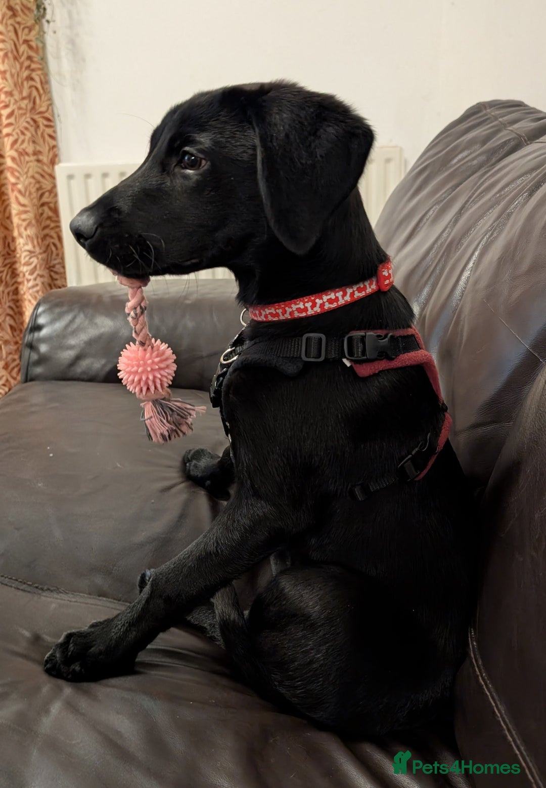 Labrador Retriever dogs for sale: Gorgeous KC registered Black Labrador Puppy - Advert 5