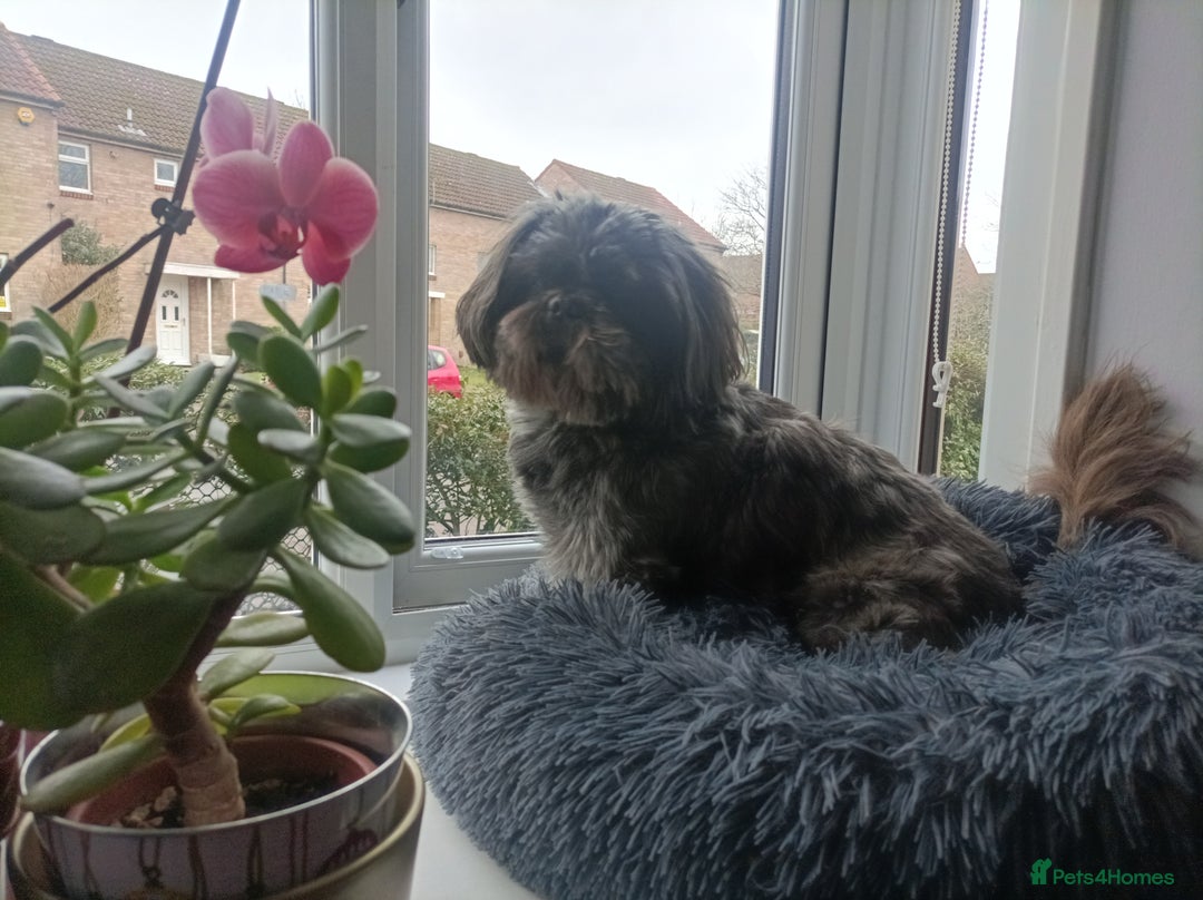 Shih Tzu dogs for stud: Kc Registered Shih Tzu for stud in Bournemouth - Advert 5
