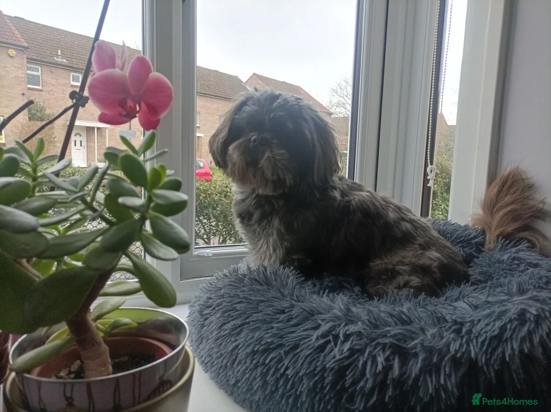 Shih Tzu dogs for stud: Kc Registered Shih Tzu for stud in Bournemouth - Advert 5