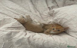 Mixed Breed cats for sale: Kittens for sale  - Image 14