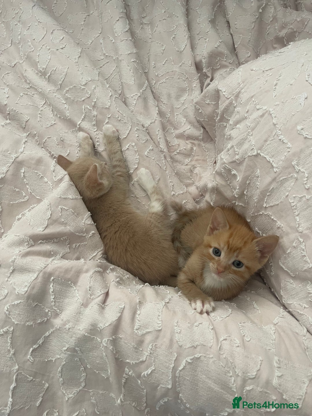 Mixed Breed cats for sale: Kittens for sale  - Image 14