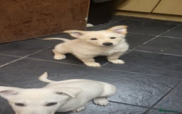 German Shepherd dogs for sale: Male gsd white  - Image 1