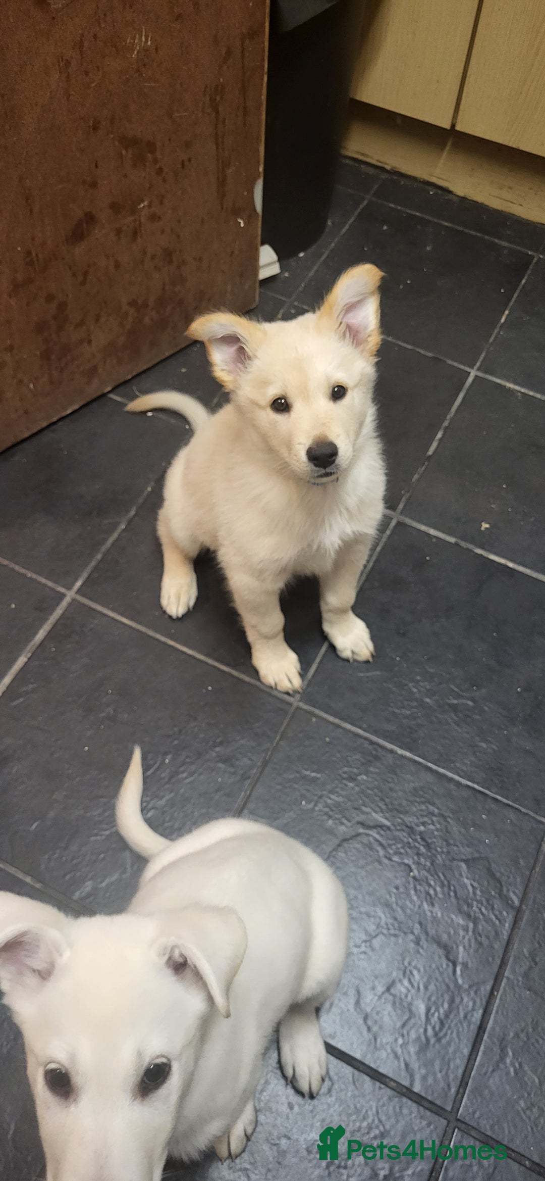 German Shepherd dogs for sale: Male gsd white  - Image 1