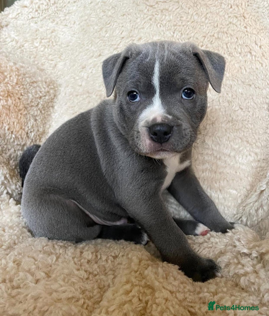 Staffordshire Bull Terrier dogs for sale: Perfect Pure Staffordshire Bull Terrier Puppies - Image 14