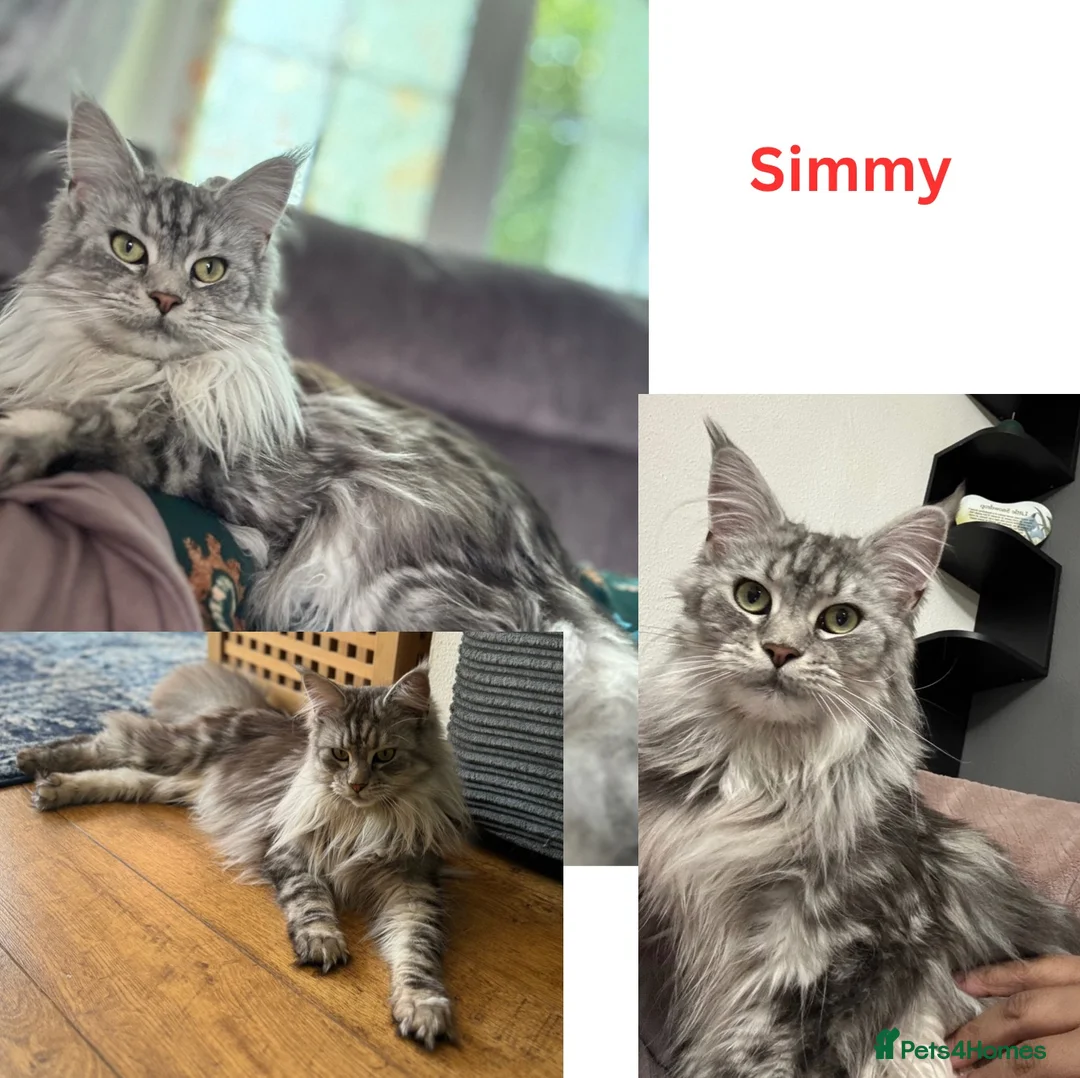 Maine Coon cats for sale: Beautiful 3 year old Maine Coon Female  - Advert 1