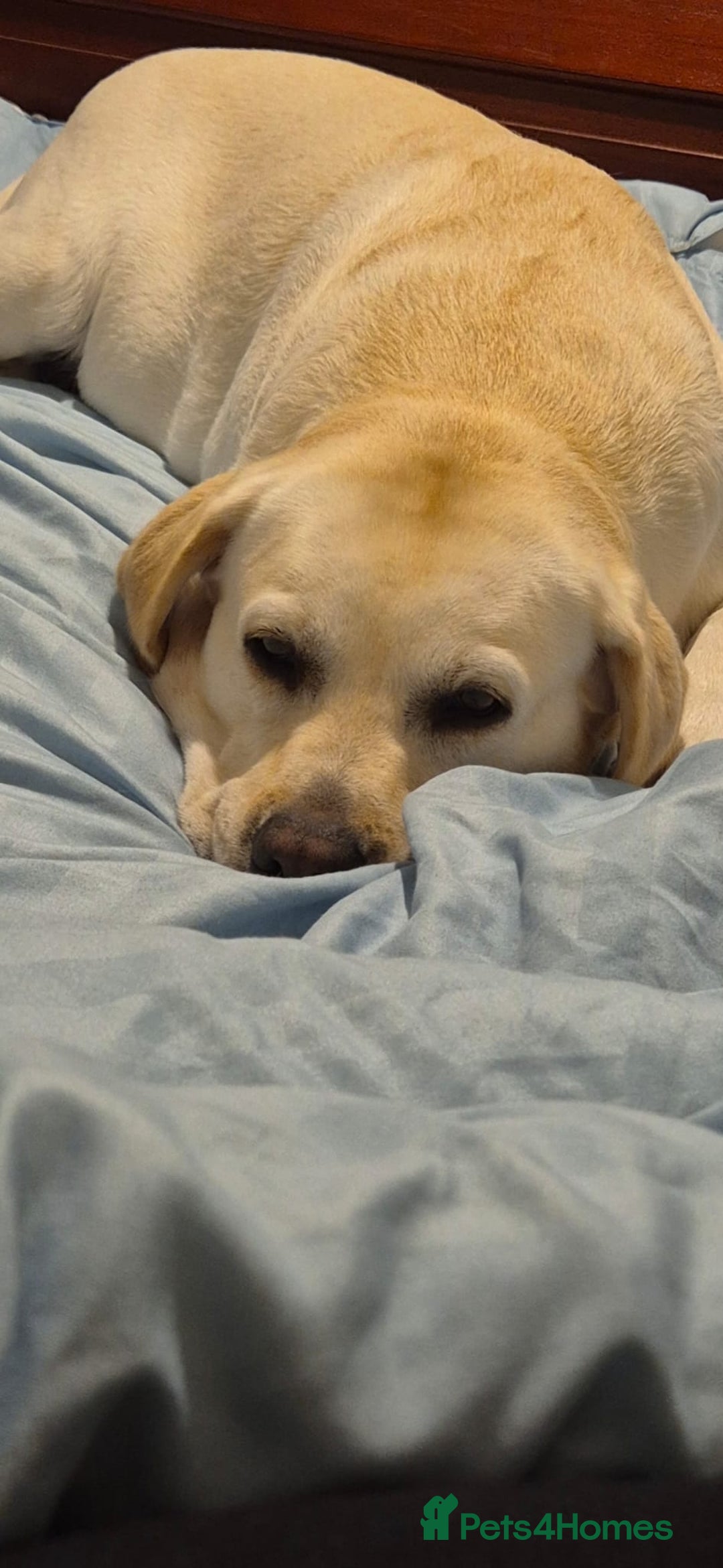 Labrador Retriever dogs for sale: Chunky Yellow puppies arrived 29th October. - Image 7