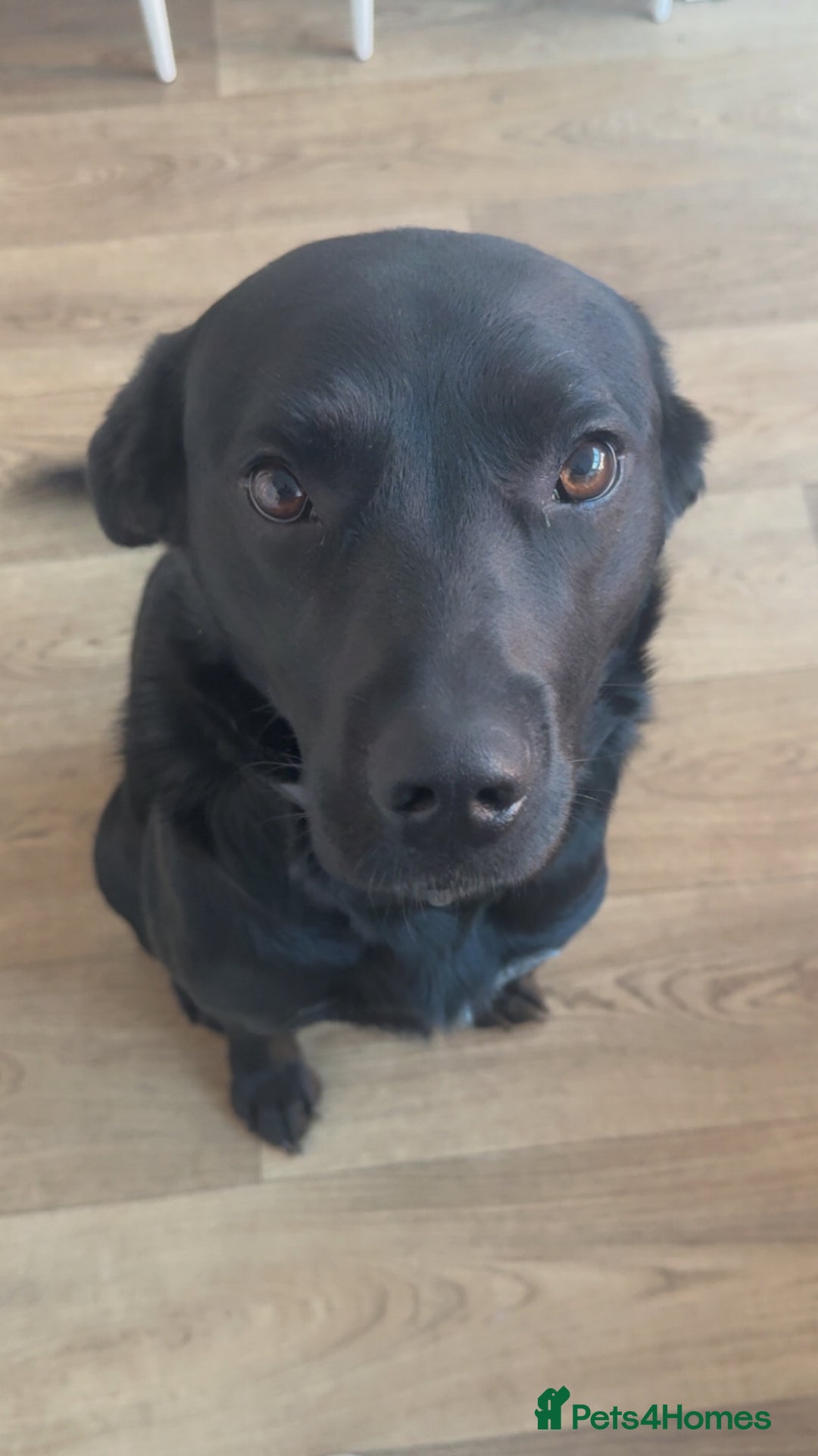 Mixed Breed dogs for sale: Lab x GSP Male pup - Advert 1