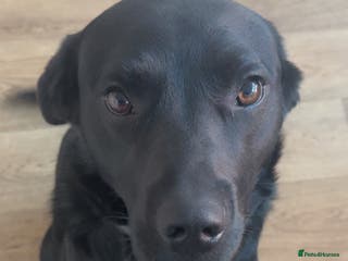 Mixed Breed dogs Lab x GSP Male pup - Advert 17