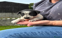 Border Collie dogs for sale: 7 Blue / white merle border collie puppies. - Image 8
