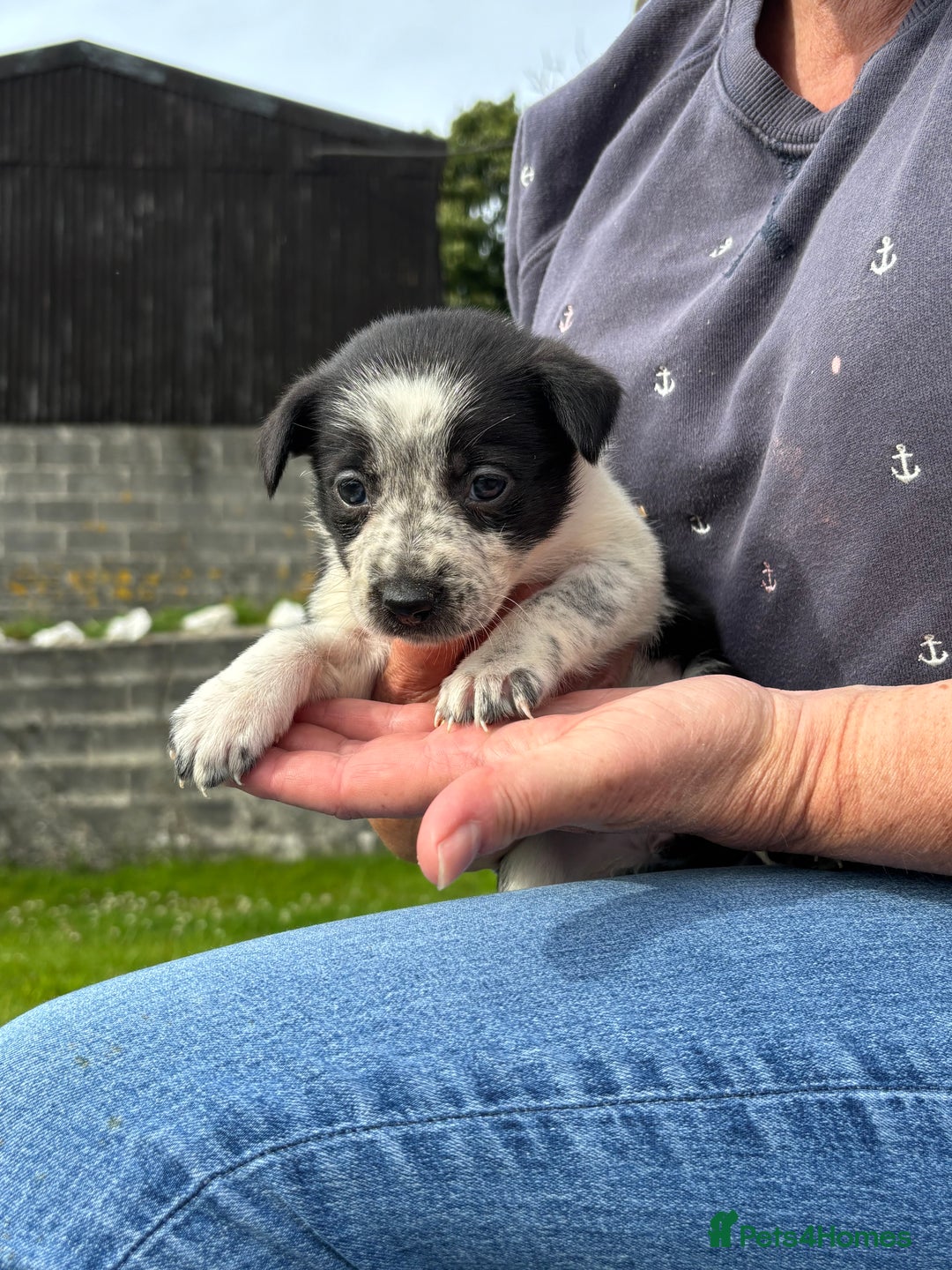 Border Collie dogs for sale: 7 Blue / white merle border collie puppies. - Image 8