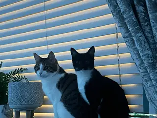 Domestic Shorthair cats Kittens for sale - Advert 3