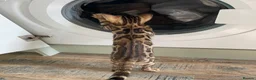 Bengal cats for sale: Bengal kitten GCCF registred  - Advert 1
