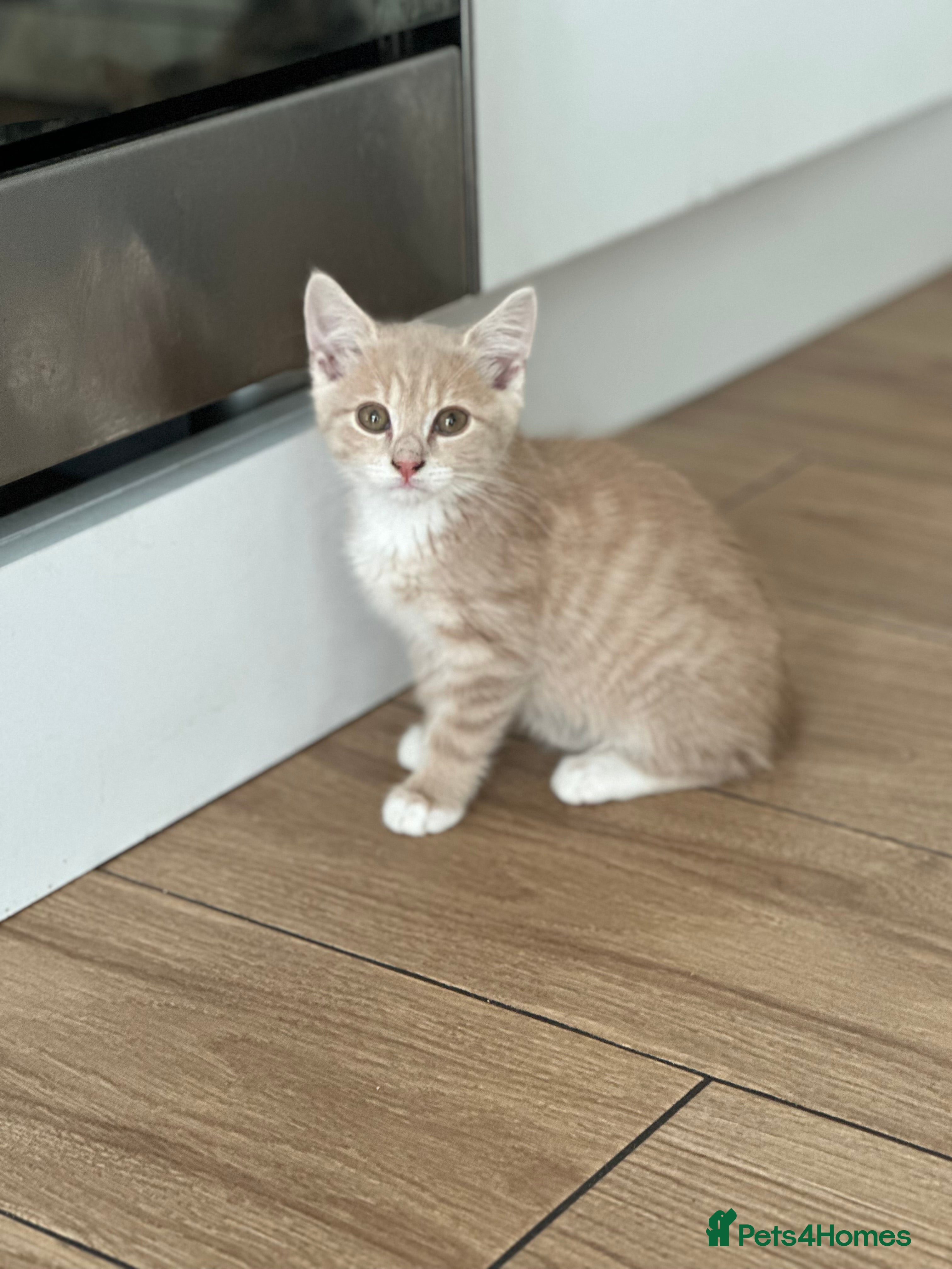 Mixed Breed cats Gorg loving kitties 4 the best homes only  - Advert 3